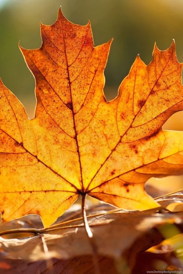 HD 640x960 Nature iPhone 4 Wallpapers