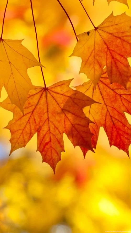 Wallpapers For iPhone 6 With Autum Leaves
