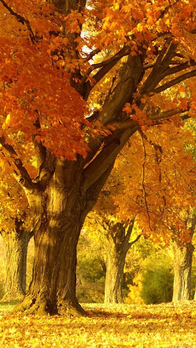 Iphone 5 wallpapers hd 3640 q52xw.jpg