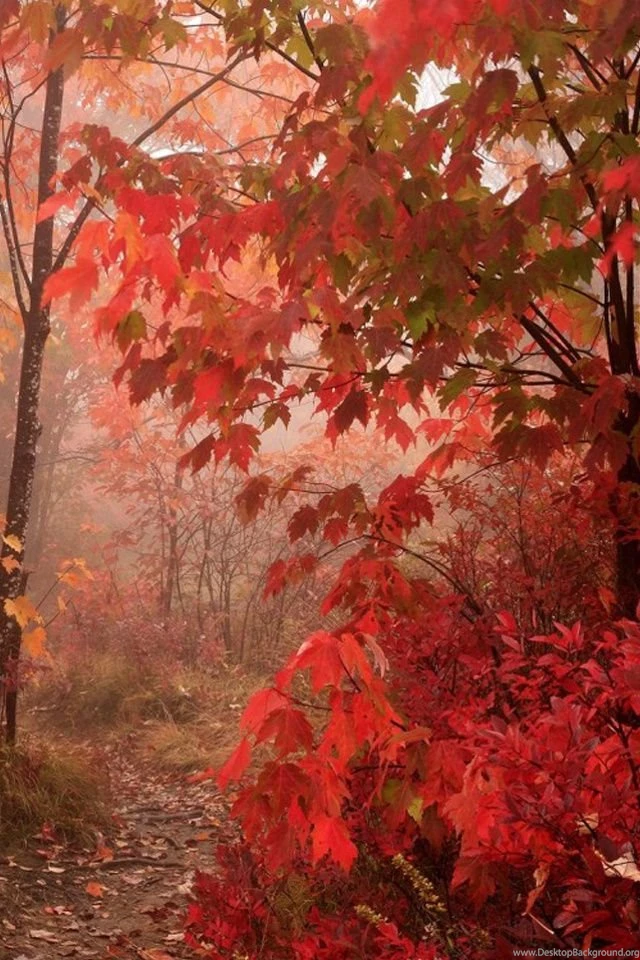 Iphone 4s Fall Wallpapers ... Wallpapers, Iphone 5 Vintage ...