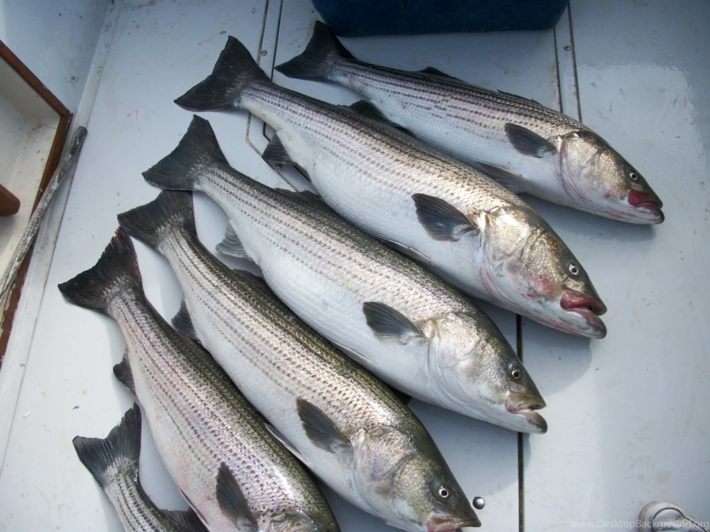 1600x1200 More Delaware Bay Striper Fish Desktop PC And Mac Wallpapers
