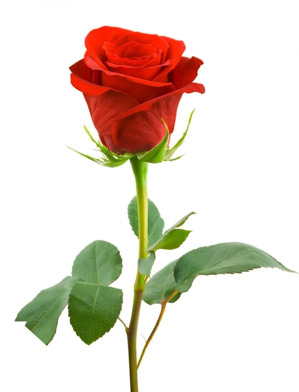 Onlyb One Red Rose Flower