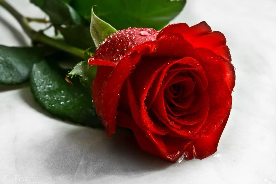 Beautiful Collection Of Rose Pictures