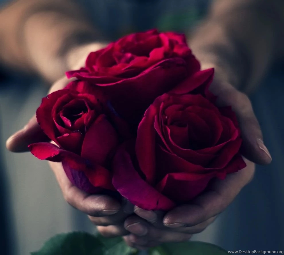 Gorgeous Roses: The Meaning Of Rose Colors [35 PICS]