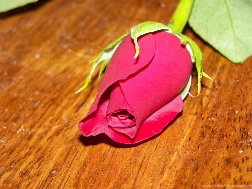 Download Single Rose Wallpapers In Red, Pink Color