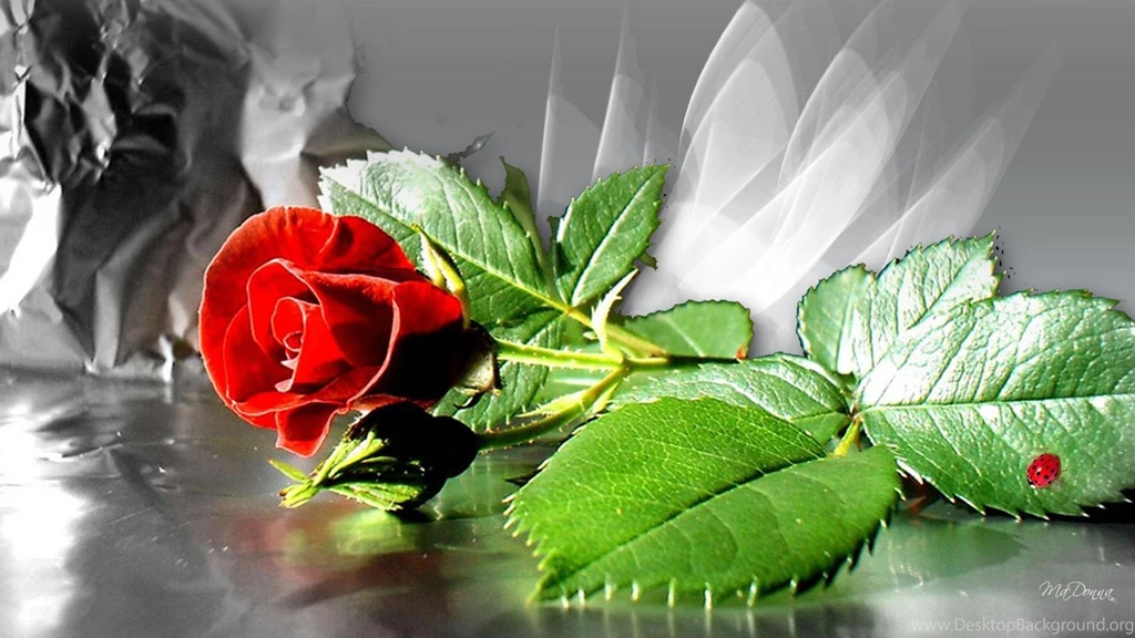 Single Red Rose >> HD Wallpaper, Get It Now!