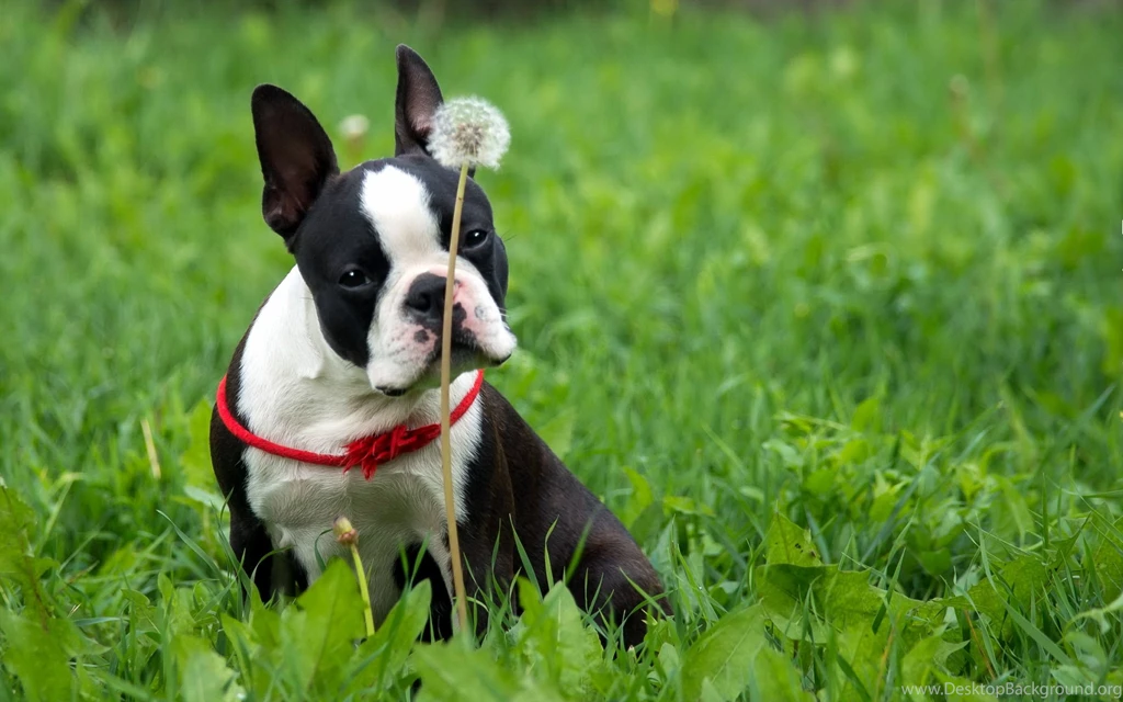 2 Boston Terrier HD Wallpapers
