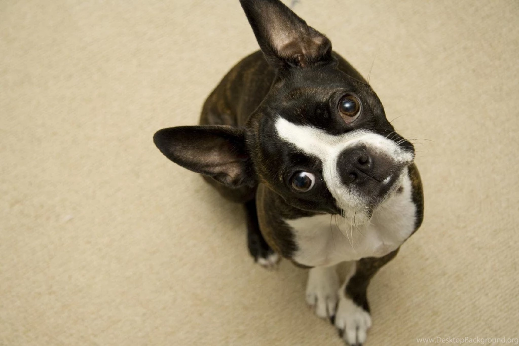 Boston Terrier Wallpapers   Wallpapers Cave