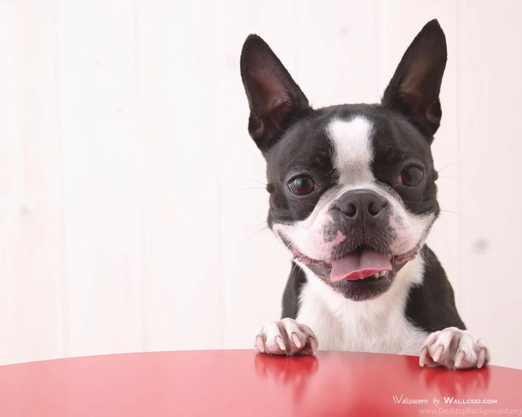 Boston Terrier Wallpapers   Wallpapers Cave