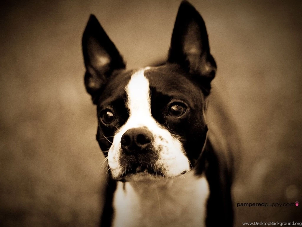 Cute Boston Terrier Wallpapers