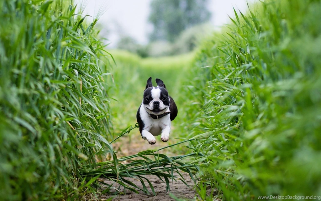 Boston Terrier Puppies Wallpapers   2560x1600   1226566