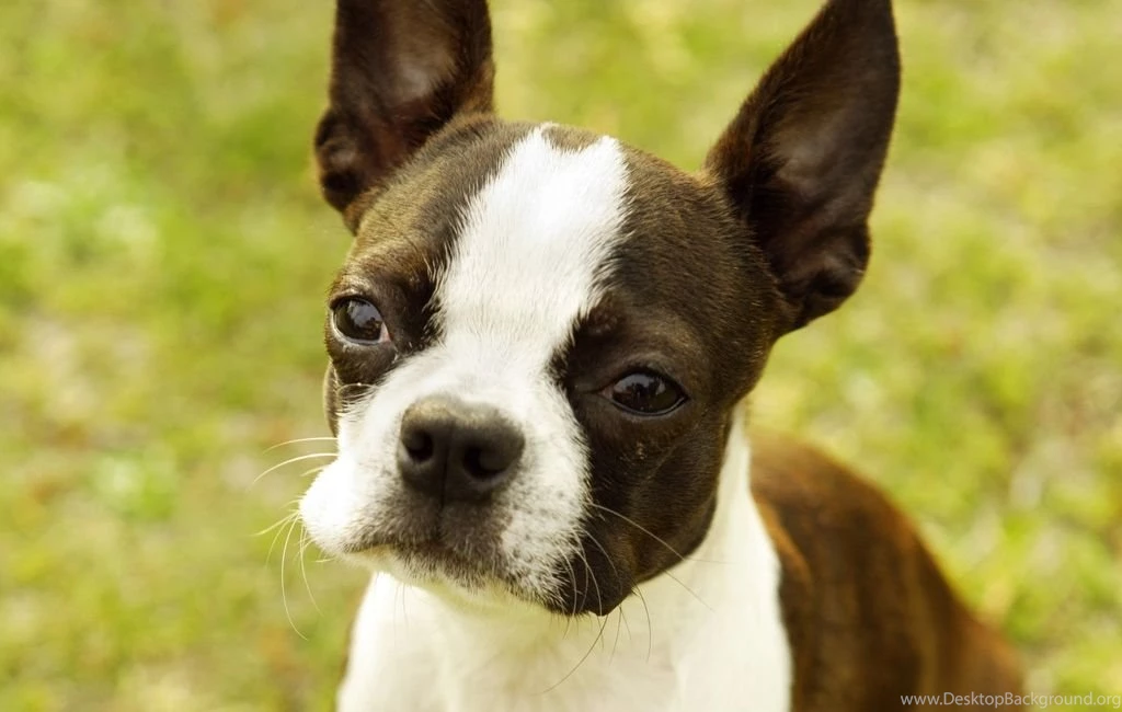 Lovely Boston Terrier Dog Photo And Wallpaper. Beautiful Lovely ...