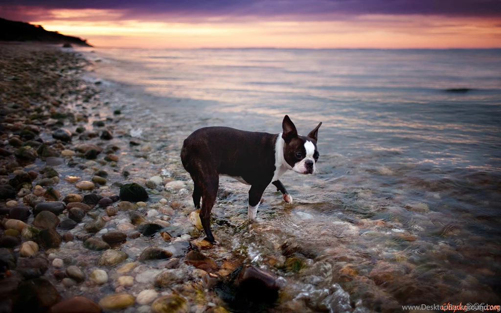 Boston Terrier On The Beach. Watch Widescreen Pictures Of Adult ...