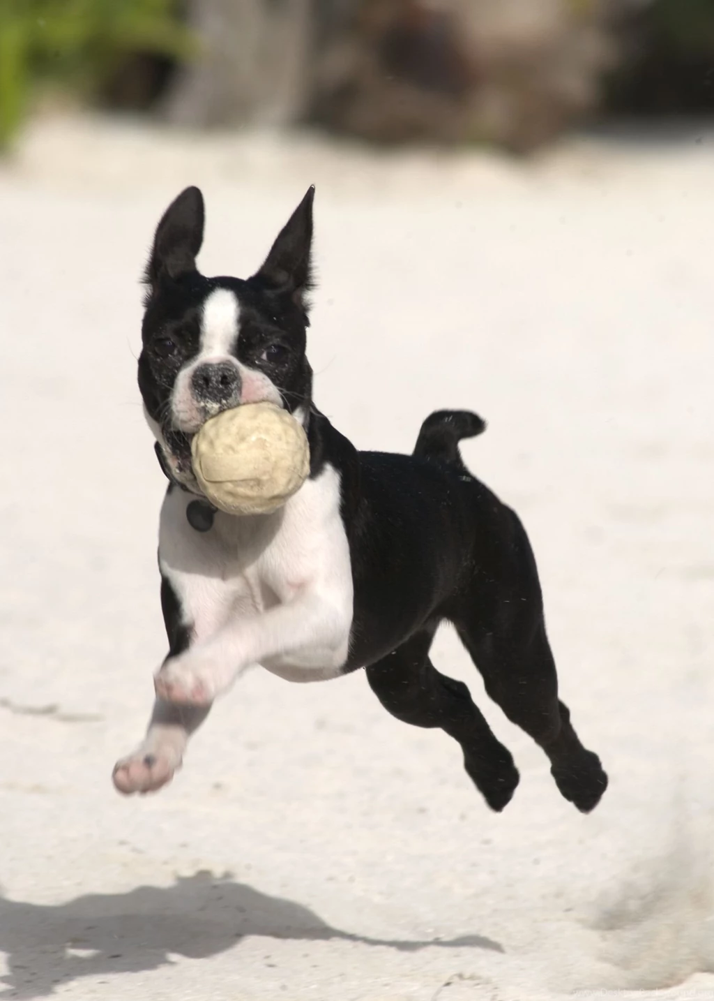 Lovely Boston Terrier Dog Photo And Wallpaper. Beautiful Lovely ...