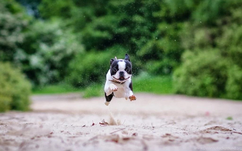 Boston Terrier Puppy Running Wallpapers