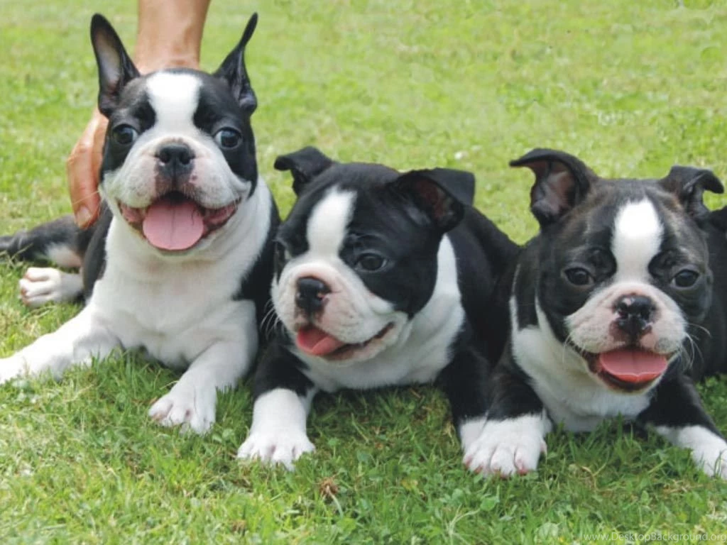 Pictures Of Boston Terrier Puppies Wallpapers High Definition