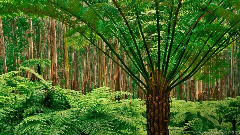 Jungle Computer Wallpapers, Desktop Backgrounds