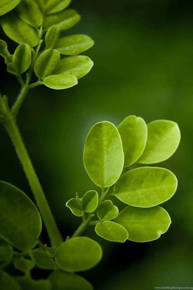 Green Leaf