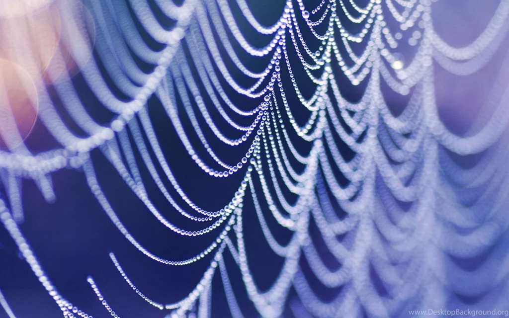 Wet Spider Web Computer Wallpapers, Desktop Backgrounds ...