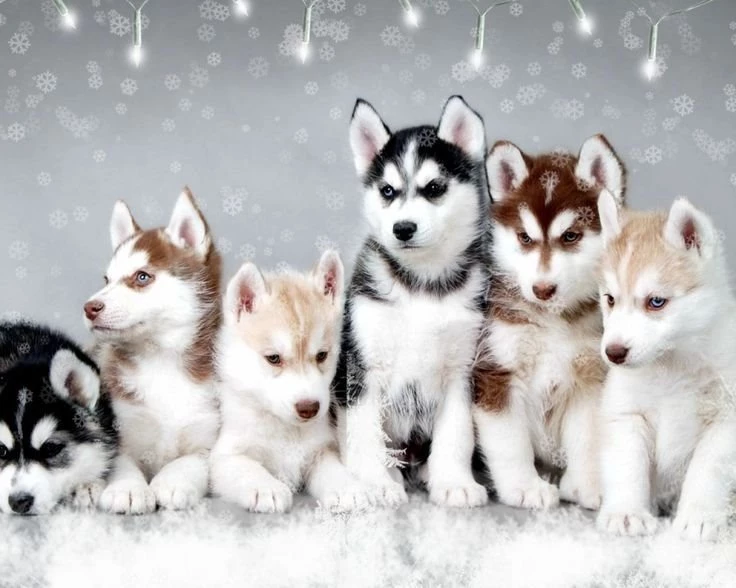 Pomsky Puppies