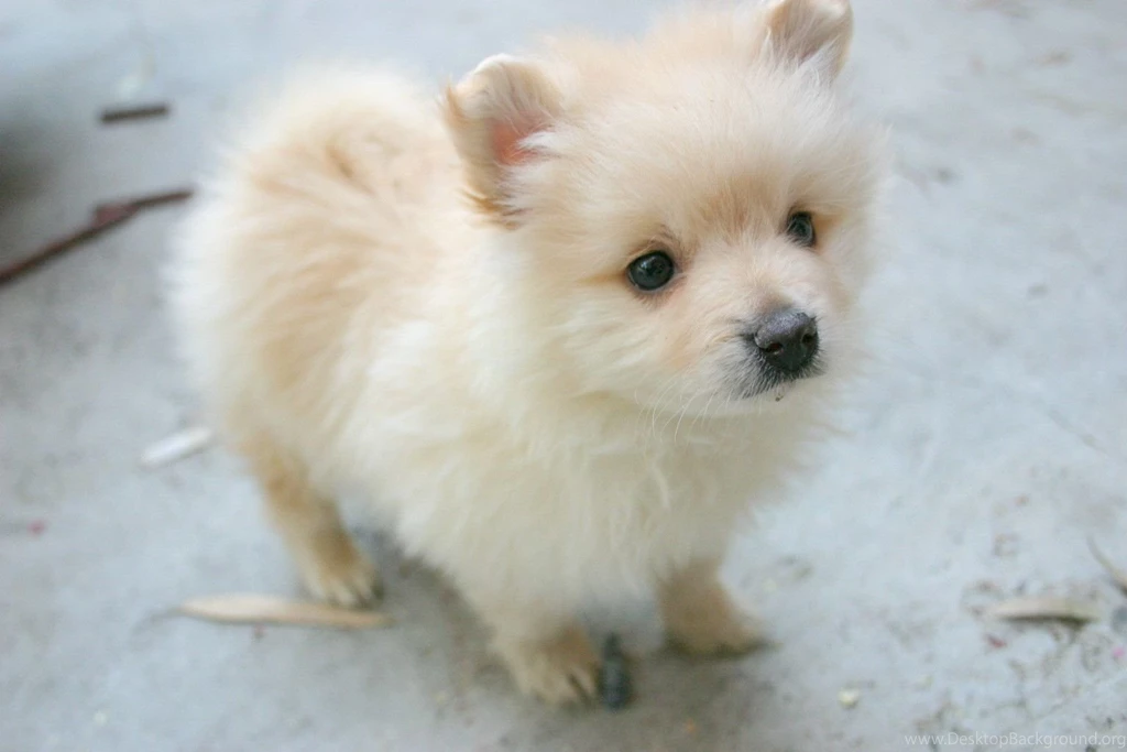 Puppies