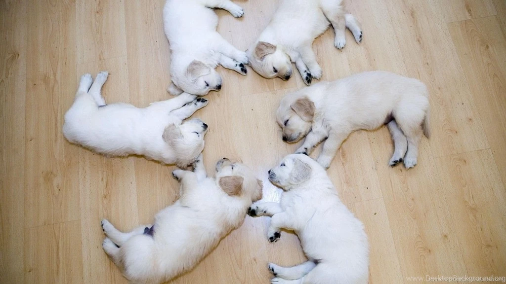 Cutest Wallpapers Ever   Wallpapers Cave