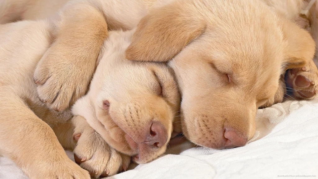 Download 1920x1080 Two Cutest Dogs Ever Wallpapers