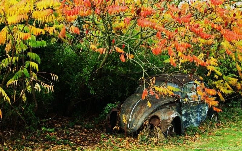 Nature,beetles Nature Beetles Volkswagen Beetle 1680x1050 ...