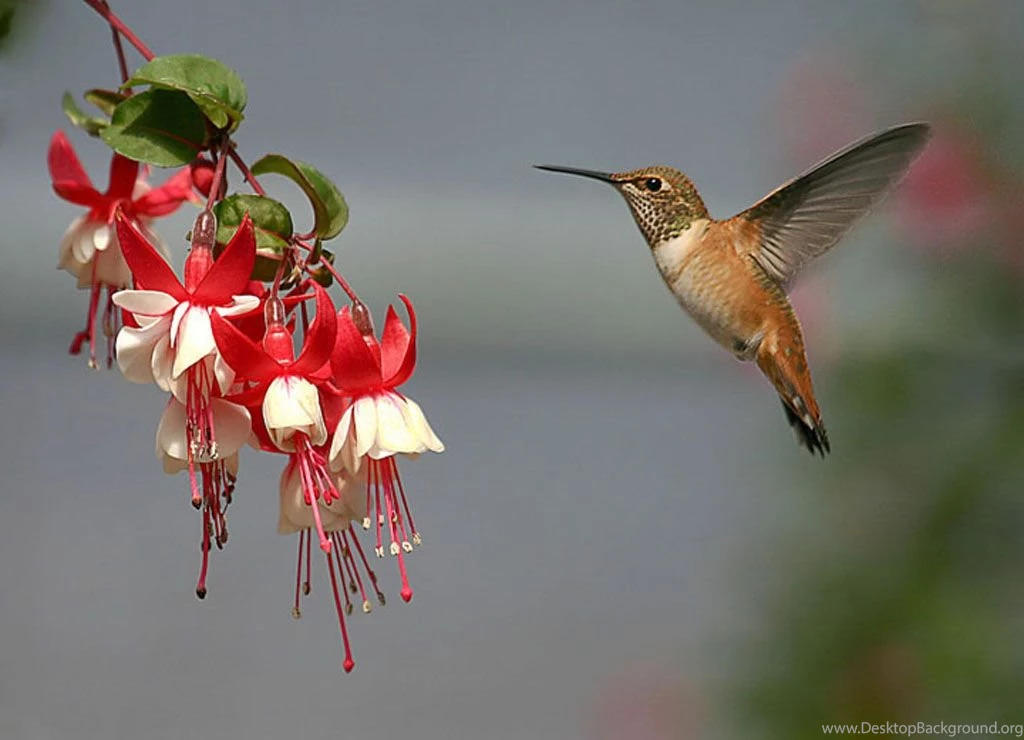 Life Is Better With A Cute Outfit: Colorful Birds Wallpapers