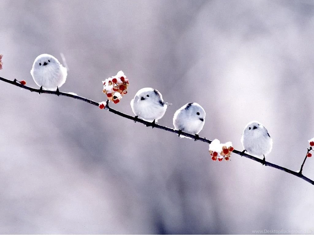 2 short_bird_wallpaper.jpg