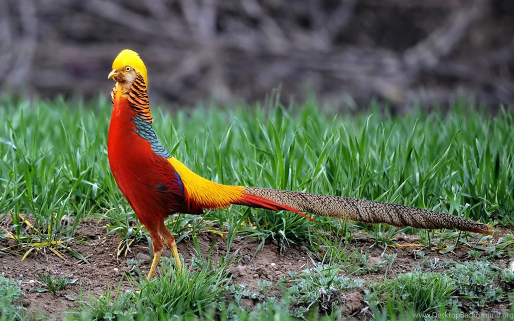 Desktop beautiful bird hd wallpaper.jpg