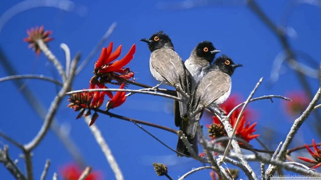 Free Download Three Birds Wallpapers
