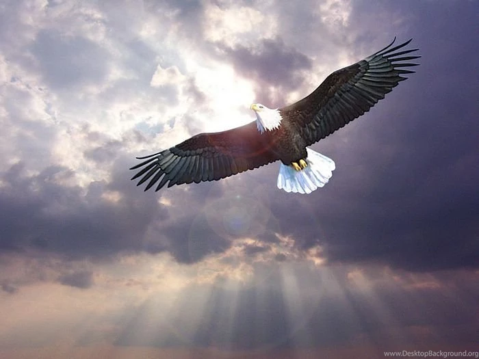 Flying Birds Pictures Flying Eagle Wallpapers 24 Wallcoo.net