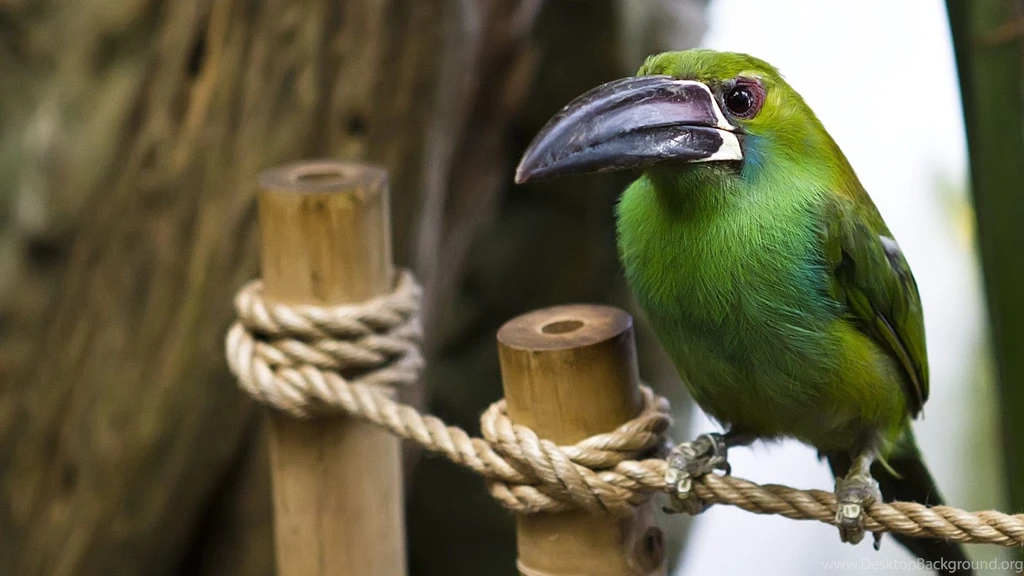 Desktop birds wallpaper full hd.jpg