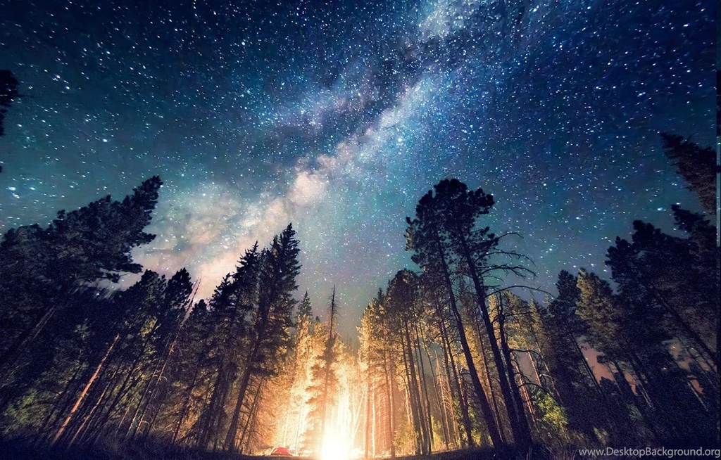 Forest, Camping, Starry Night, Trees, Milky Way, Long Exposure ...
