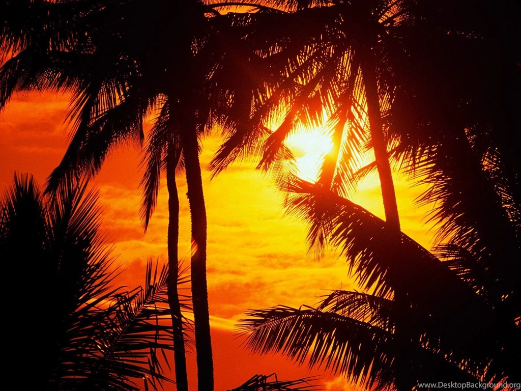 Romantic Palms Sunset Free Desktop Backgrounds   Free Wallpapers Image
