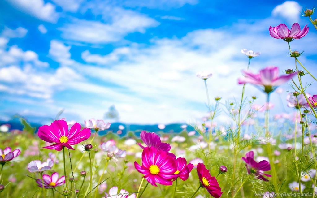 Summer Flower Backgrounds   Wallpapers Cave