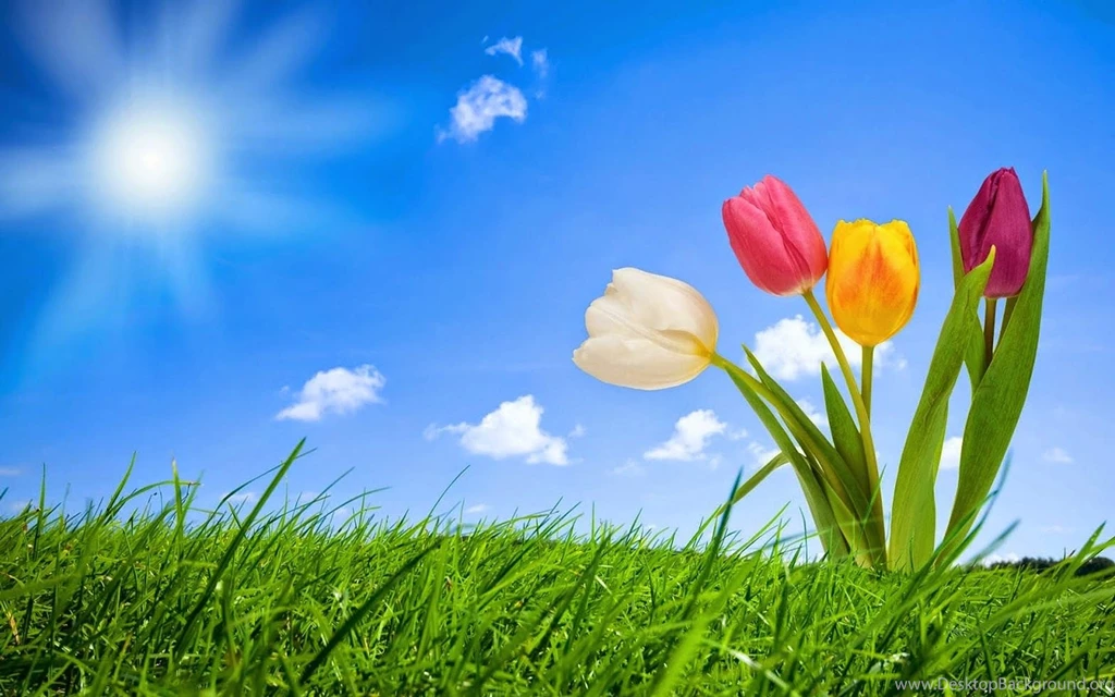 Flowers Backgrounds Photoshop