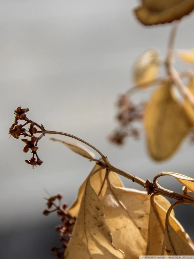 Yellow Nature HD Desktop Wallpapers : High Definition : Mobile ...