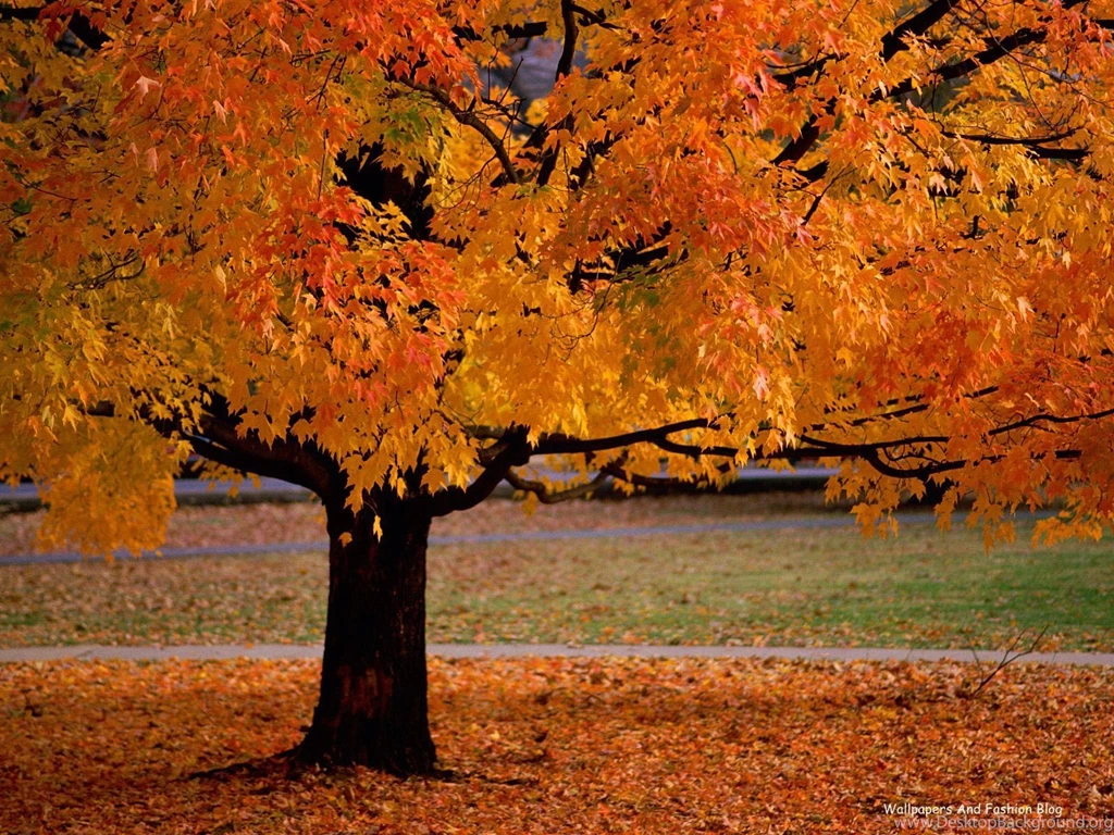 Nature_Wallpapers_Hd_For_Mobile 4.jpg