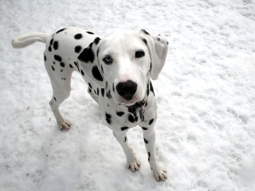 Cute Puppy Dalmatian Photo