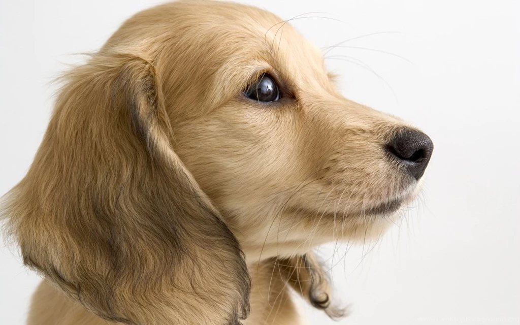 Cute Puppy Wallpapers For Desktop, Mobile Backgrounds