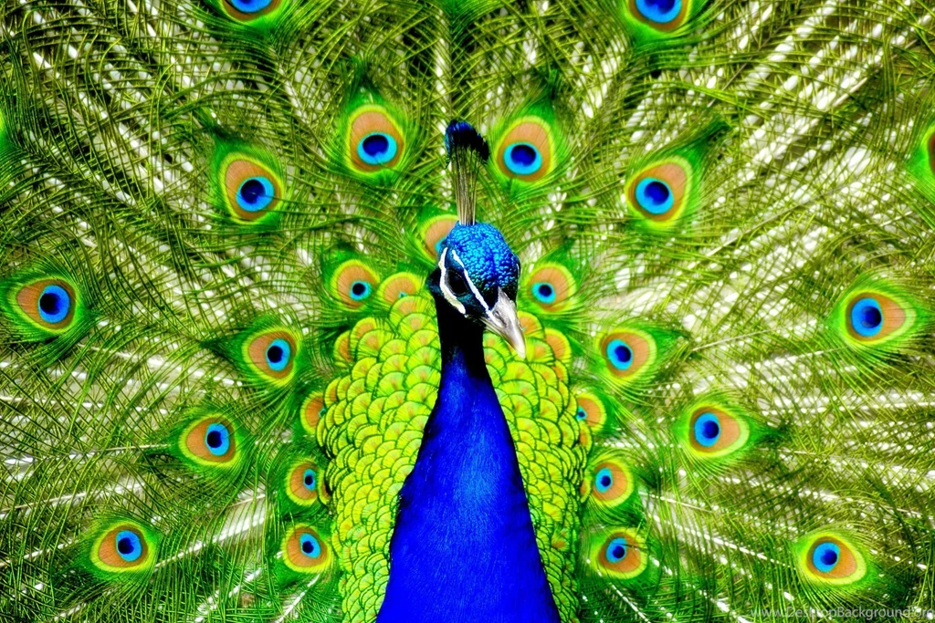 Peacock Wallpaper High Definition.jpg
