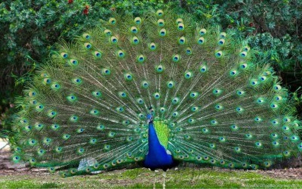 Beautiful Indian Bird Peacock Desktop Free Wallpapers   Wallpaperss HD