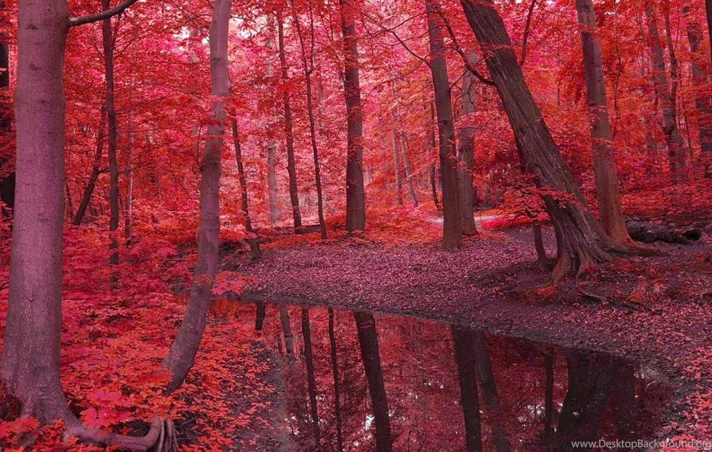 Beautiful Nature Wallpapers To Refresh Your Mind Feel Free Love ...
