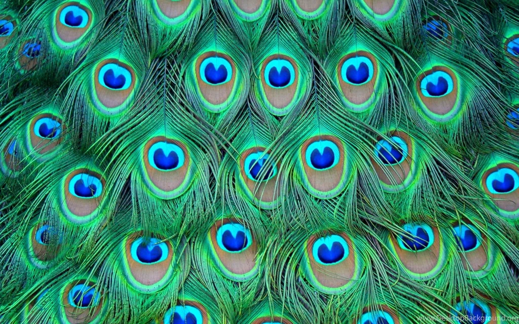 Desktop Hd Wallpapers Peacock Bird