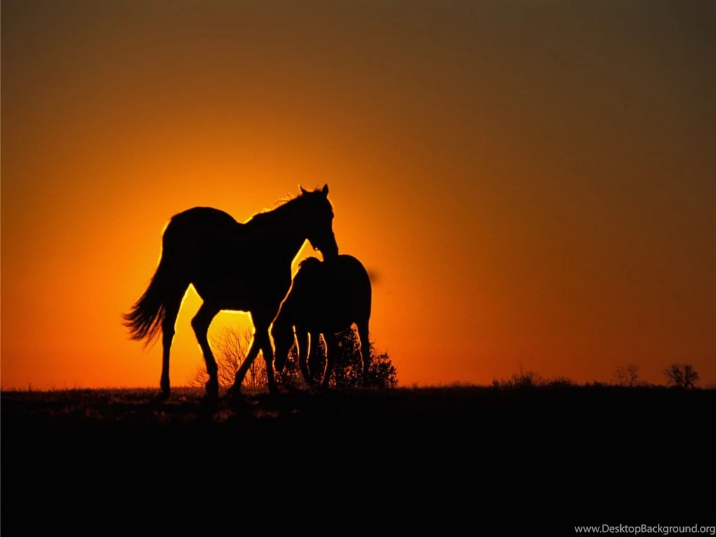 Horses Desktop Wallpapers