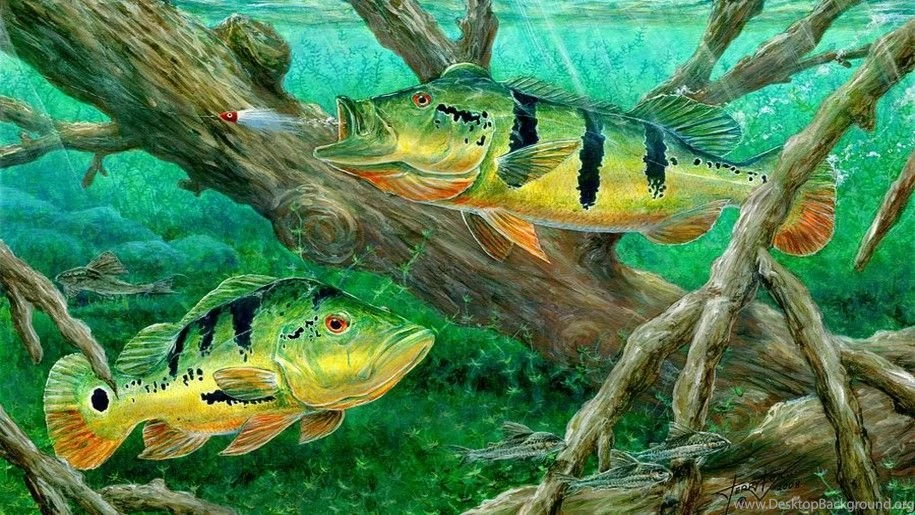 Peacock Bass Fishing On Canvas Wallpapers Hd : Wallpapers13.com