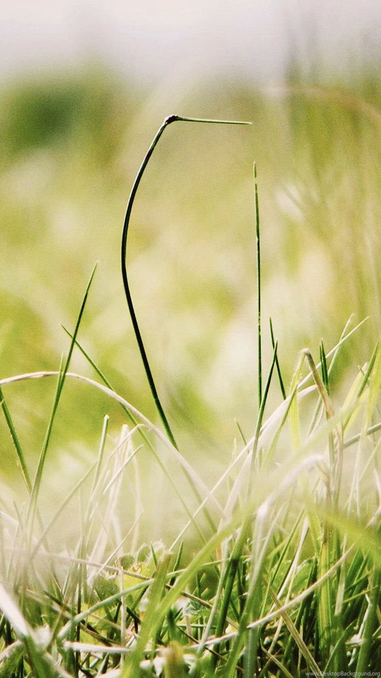 Weed iPhone Wallpapers For – Iphonewallpaperhd.org