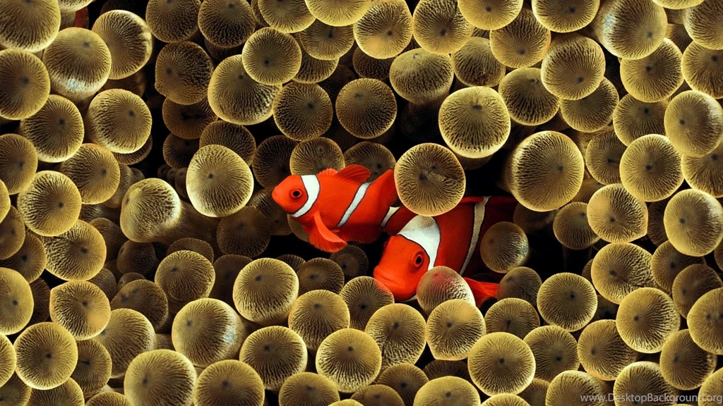 Wallpapers, Underwater, Picturesque, Stores, Stunning, Clown ...